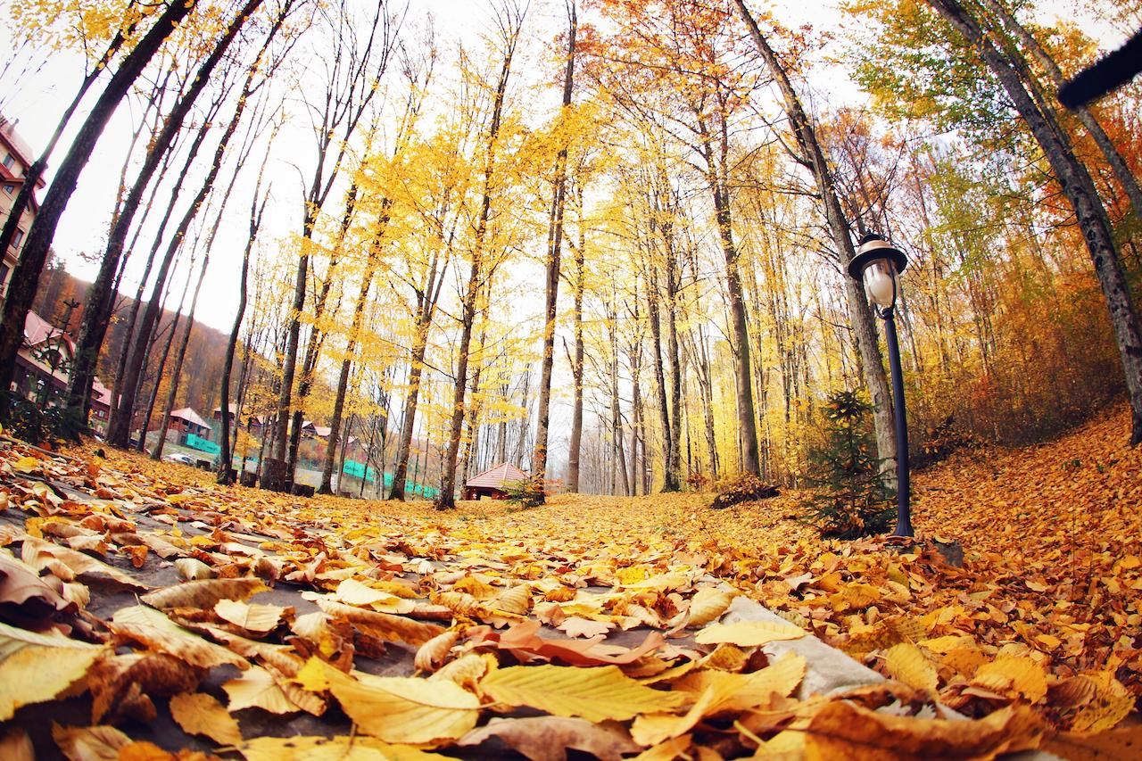 Курортные отели Solva Resort & SPA Поляна-22